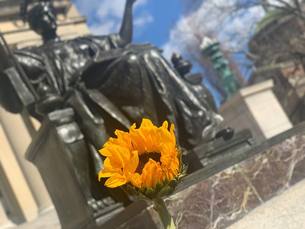 A photo of a sunflower in front of Columbia University's Alma Mater statue.