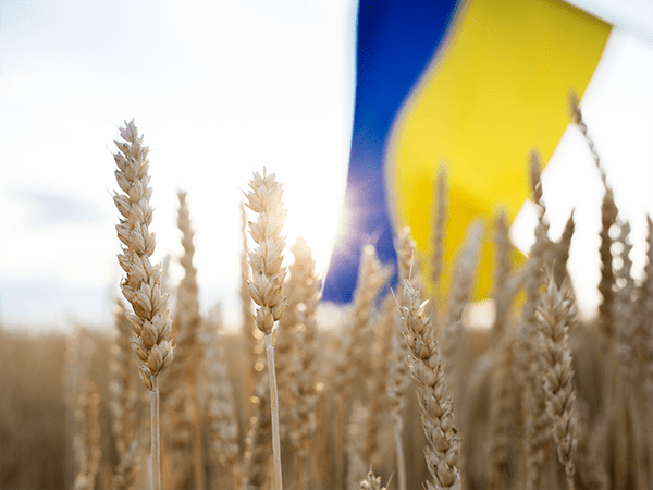 A close up of stalks of wheat, and in the background a blurred Ukrainian flag